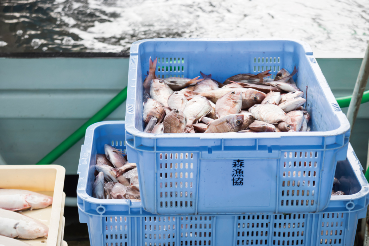 水揚げから消費までをつなげる。 日本の魚食文化の発展を目標に。「森水産」
